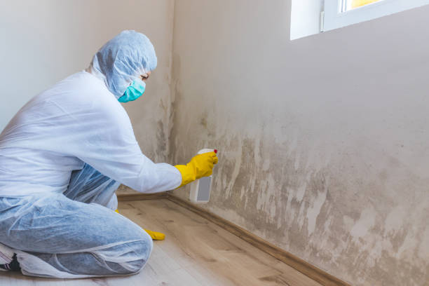 Licensed Mold Inspection service in Thomasville, GA - WQB Mold Removal